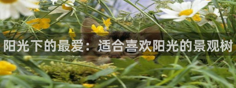 新宝GG娱乐下载