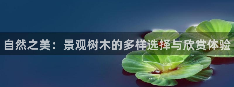 新宝gg什么