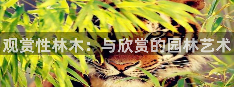 新宝gg娱乐-上鼎狐网