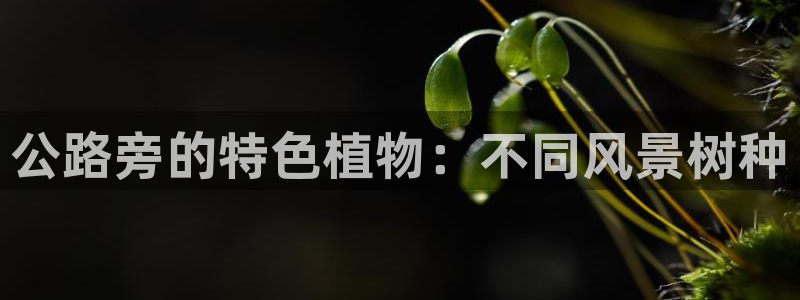 新宝gg3：公路旁的特色植物：不同风景树种