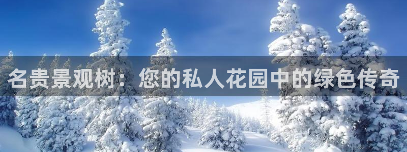 新宝gg app