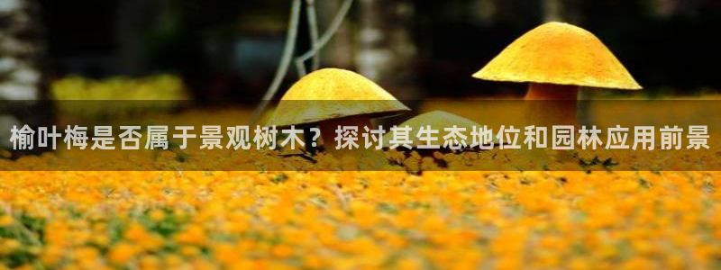 下载新宝gg