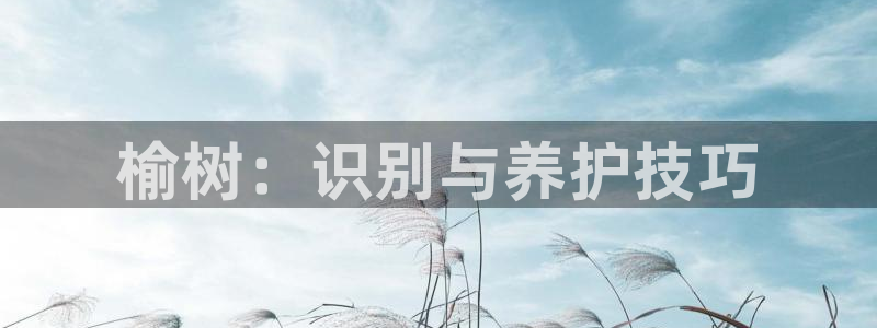新宝gg挣钱