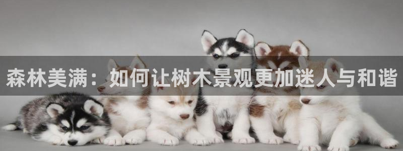 新宝gg技术