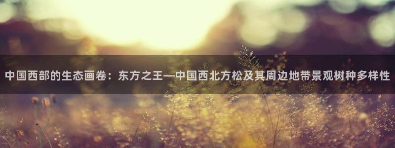 新宝一gg测速