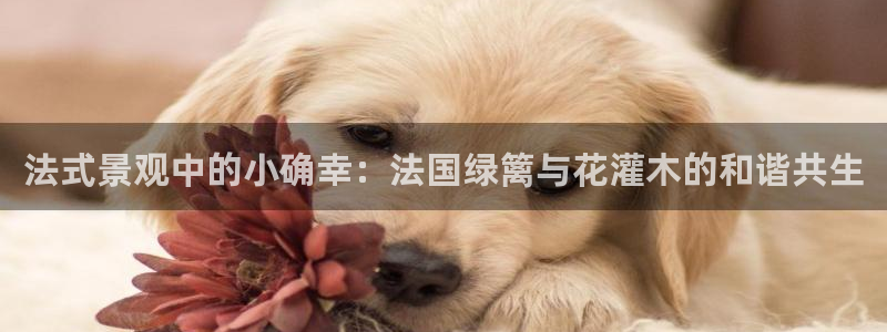 新宝gg龙虎规则