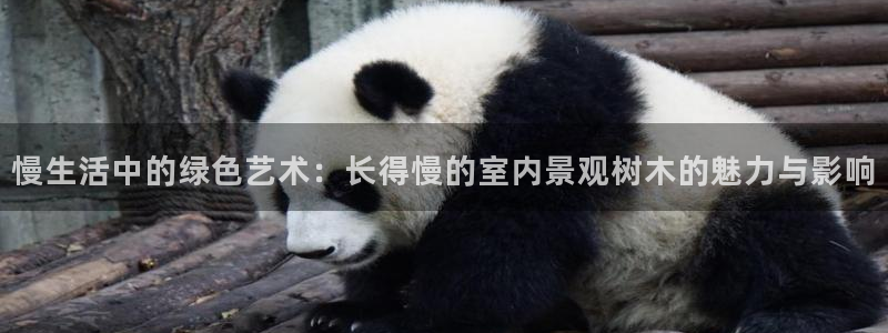 新宝gg真的能赚钱么