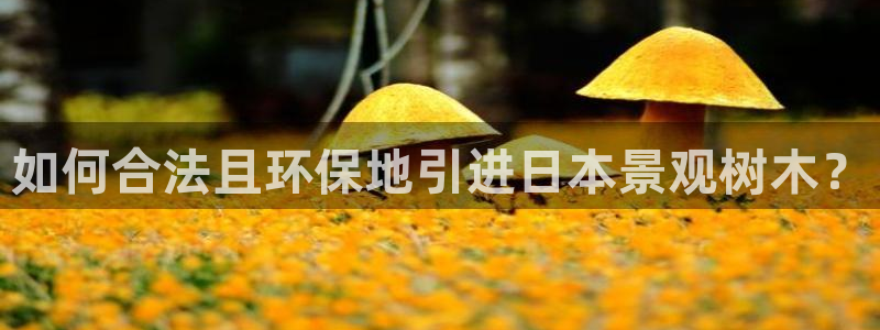 新宝gg套利：如何合法且环保地引进日本景观树木？