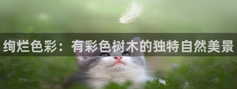 新宝GG娱乐-上皇巢网