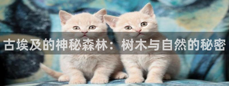 新宝gg返点模式