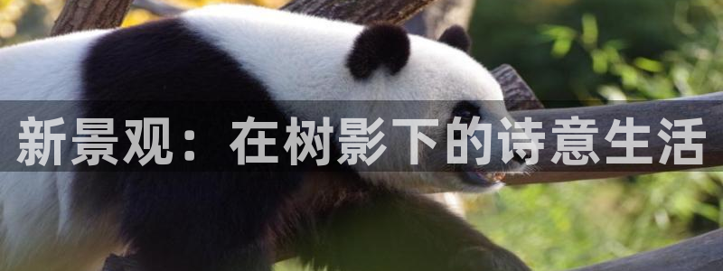 新宝gg作弊