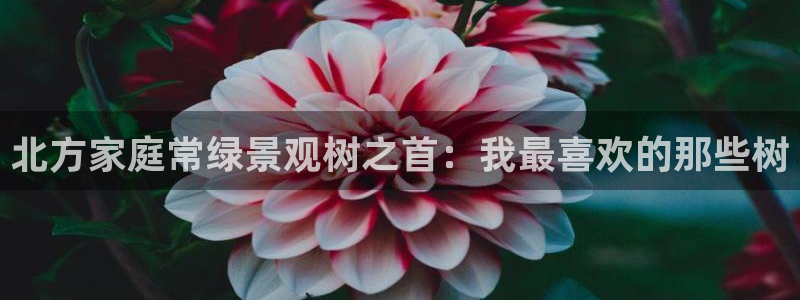 新宝gg 内部 8：北方家庭常绿景观树之首：我最喜欢的那些树