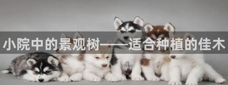 gg新宝创新:小院中的景观树——适合种植的佳木