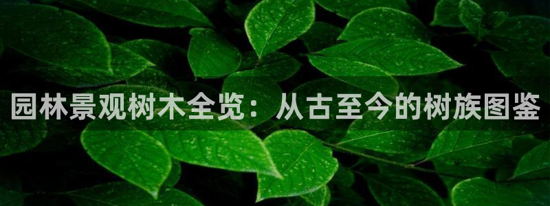 新宝gg龙虎